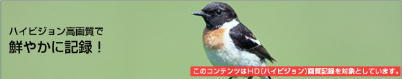 �n�C�r�W�������掿�őN�₩�ɋL�^�I