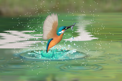 Illustration of the moment a small bird takes flight