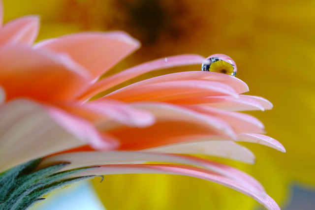 Nærbillede af en blomst